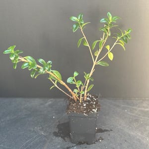 May include: A small potted plant with vibrant green leaves and slender brown stems. The plant is in a square black plastic pot filled with soil. The background is a solid dark gray.