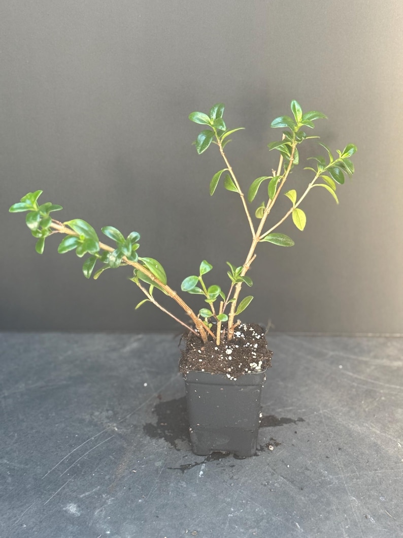 May include: A small potted plant with vibrant green leaves and slender brown stems. The plant is in a square black plastic pot filled with soil. The background is a solid dark gray.