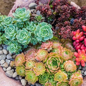 Cuttings Ultimate Rainbow Ground Cover Stonecrop Sedum Pack MIX Live Plants Landscape Plant Cuttings Bundle Easy to Root in Water image 6
