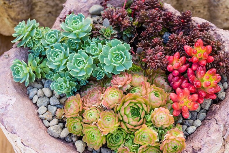 Cuttings Ultimate Rainbow Ground Cover Stonecrop Sedum Pack MIX Live Plants Landscape Plant Cuttings Bundle Easy to Root in Water image 6