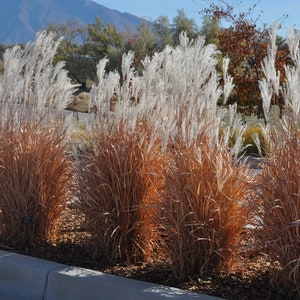 Autumn Flame Grass Purpurascens Perennial Ornamental 1 Live Plant Clumping Fast Growing Plants dormant through winter image 2