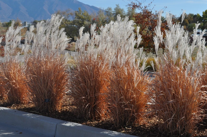 Autumn Flame Grass Purpurascens Perennial Ornamental 1 Live Plant Clumping Fast Growing Plants dormant through winter image 2