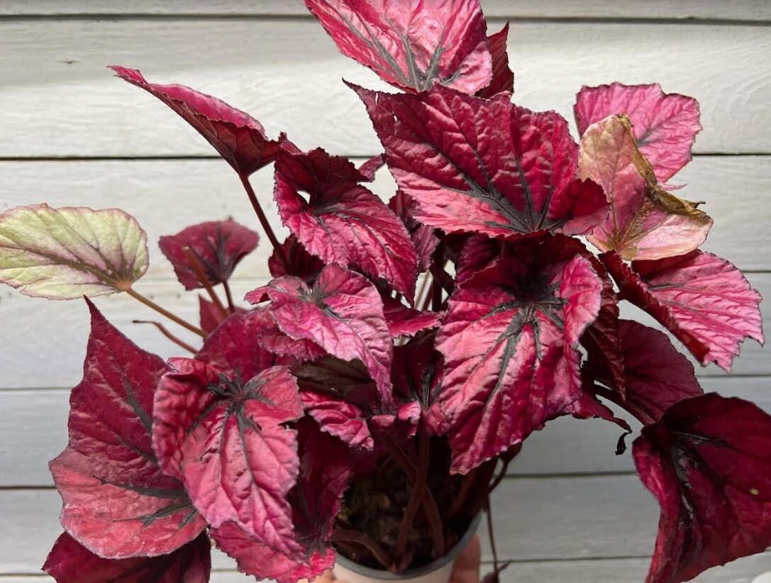 Shadow King PINK Rex Begonia Houseplants Live Plant in Pot Etsy