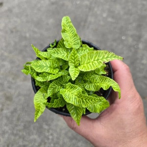 May include: A small potted plant with green and yellow striped leaves. The plant is in a black plastic pot and is being held by a hand.