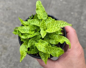 Drynaria Quercifolia Variegated/oak Leaf Fern Variegated - Etsy