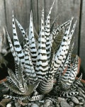 Rare House plants Super Zebra Succulent Plant Gift for Her Him Rare White Color on the Plants