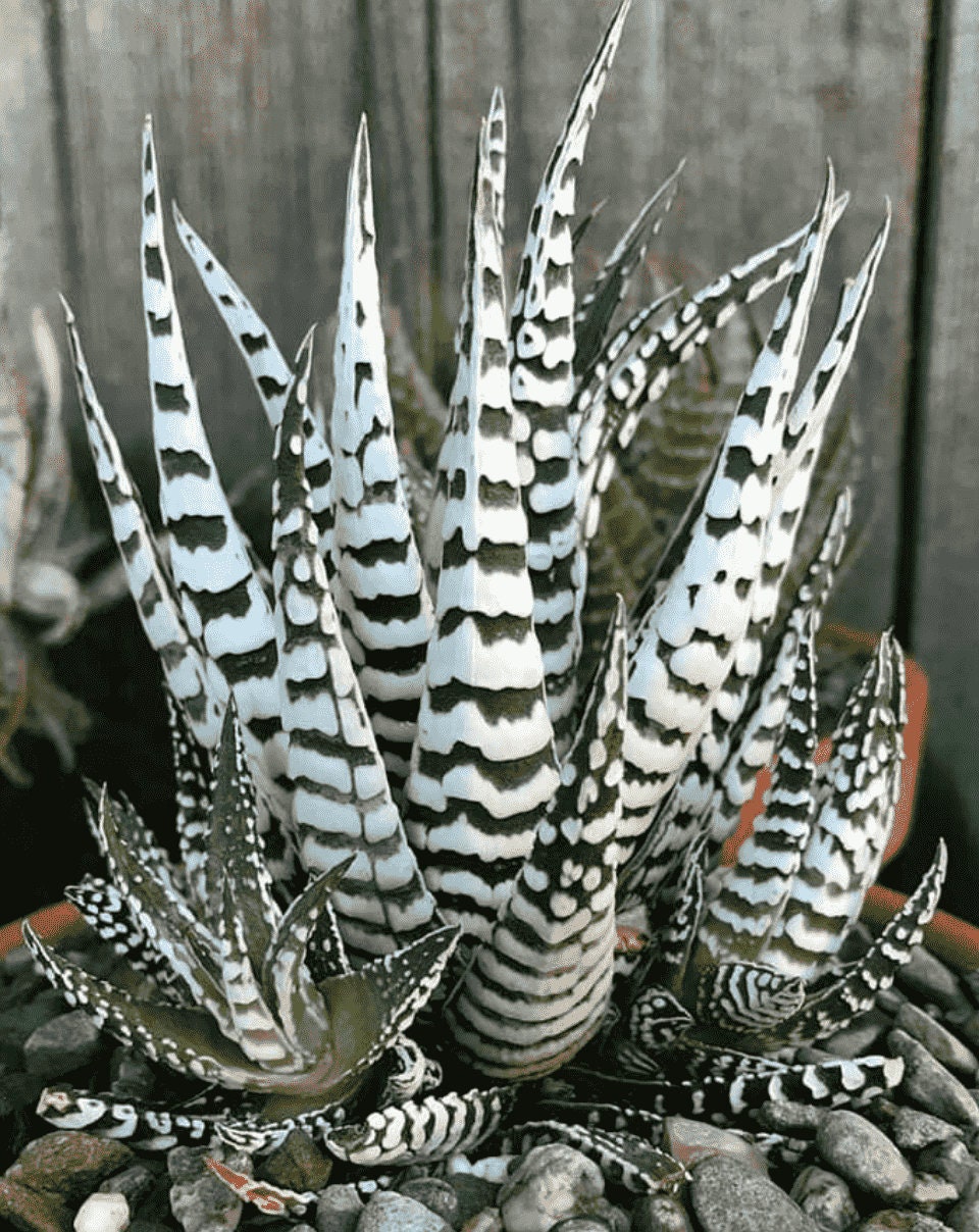 SUPER SALE Rare House plants Super Zebra Succulent Plant Gift for Her Him Rare White Color on the Plants