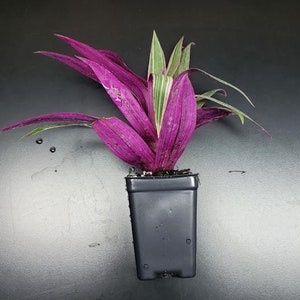 Tradescantia Spathacea Rhoeo Tricolor Houseplants Live Plant in Pot indoor small starter USA Seller RARE Fast Growing Plants for Home Decor image 4