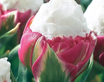 Venta anticipada de bulbos de tulipán de otoño - Bulbos de tulipanes color helado