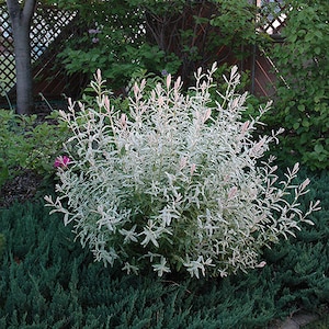 3 WHITE Willow Japanese Dappled Salix 'Hakuro Nishiki' Tree Small Starter Fast Growing Tree Live Plant image 4