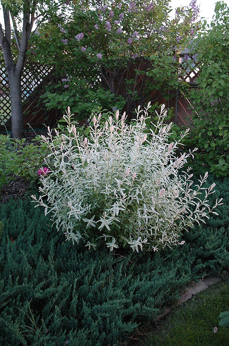 3 WHITE Willow Japanese Dappled Salix 'Hakuro Nishiki' Tree Small Starter Fast Growing Tree Live Plant image 4