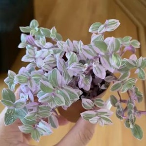 3 Cuttings Pink Panther Plant Houseplants Live indoor Fast Growing Plants Callisia Repens RARE Tradescantia TriColor Wandering Jew Cuttings