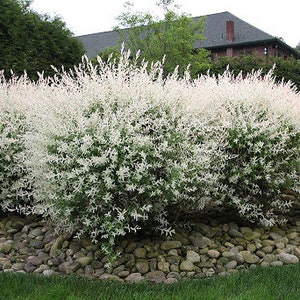 Shrubs Salix Integra 'Hakuro Nishiki' White Dappled Willow Small Starter Live Plant DEER RESISTANT image 1