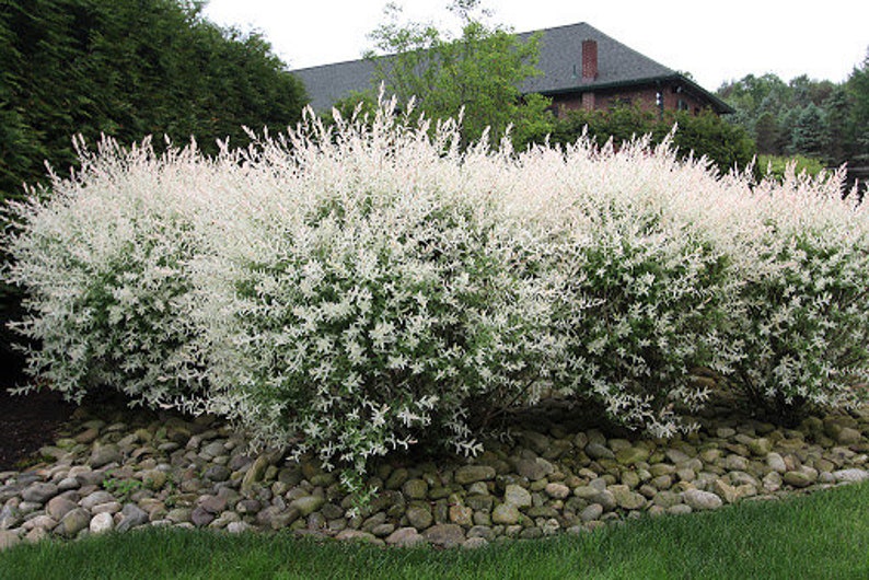 Shrubs Salix Integra 'Hakuro Nishiki' White Dappled Willow Small Starter Live Plant DEER RESISTANT image 1