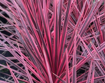 Pink Cordyline Charlie Boy Ornamental Grass 1 Live Plant Clumping
