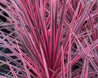 3 Pack - Pink Cordyline Charlie Boy Ornamental Grass 1 Live Plant Clumping