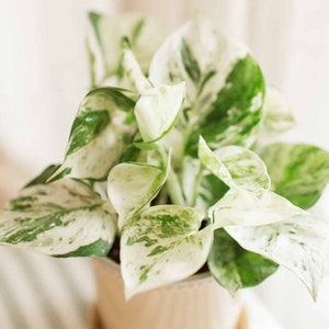 RARE Pothos Manjula Houseplants Live Plant Pot indoor small starter Epipremnum aureum similar to Harlequin Fast Growing Plants House Plants