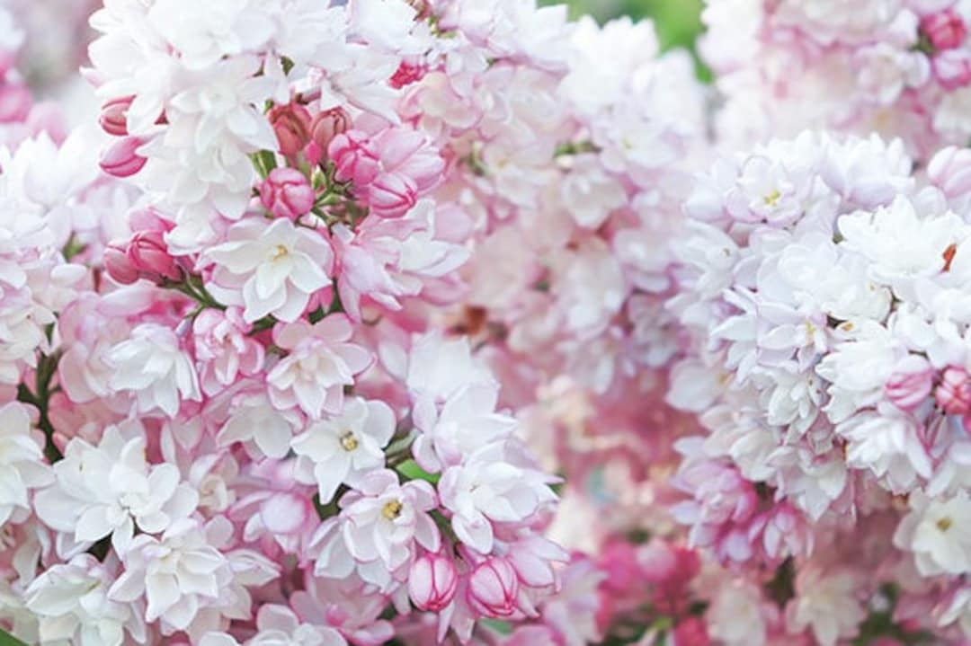 Blushing Lilac Cuttings 'krasavitsa Moskvy' Live Plant Cutting No Roots