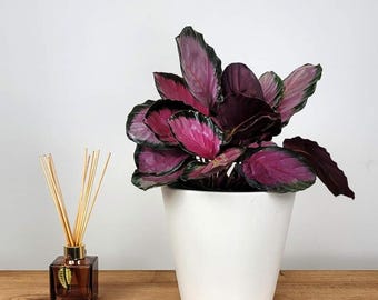 Calathea Black Rose 2" Pot: Rare Dark Velvet Prayer Plant  Indoor  Houseplant Starter  Genz Baby Plant - Etsy