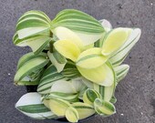 Fuzzy Leaf Trasdencantia Sillamontana Variegated Live Plants 2.5 quot x 4 quot inch potted house plants Succulents