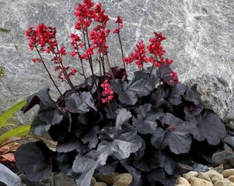 Black Forest Cake Heuchera with Flowers Perennial Live Plant Summer Spring Flower FULL Sun Coral Bells