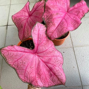 Fannie Munson Caladium Plant Houseplants Live ppp Plants Bulbs or 2.5" x 4" Inch Pot Pink Small Starter Fast Growing