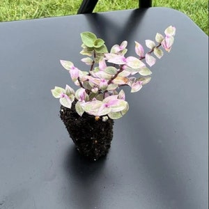 Pink Jewel Tradescantia Houseplants ppp Live indoor 2.5 x 4 inch Pot Fast Growing Plants Home Decor Gift Pink Plant image 2