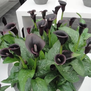 Black Calla Lily Live Plant Potted Bulbs Perennial Flowers Live Plant Rare