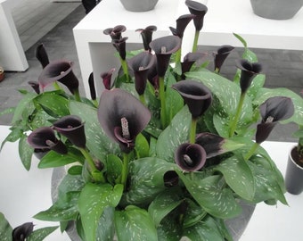 Black Calla Lily Live Plant Potted Bulbs Perennial Flowers Live Plant Rare