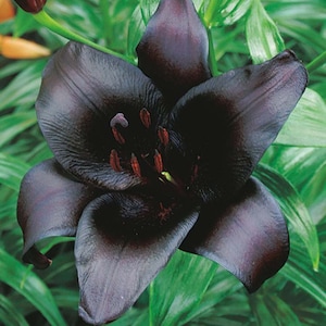 Black Charm Asiatic Lily Live Plant Potted Bulbs Perennial Flowers Live Plant Rare
