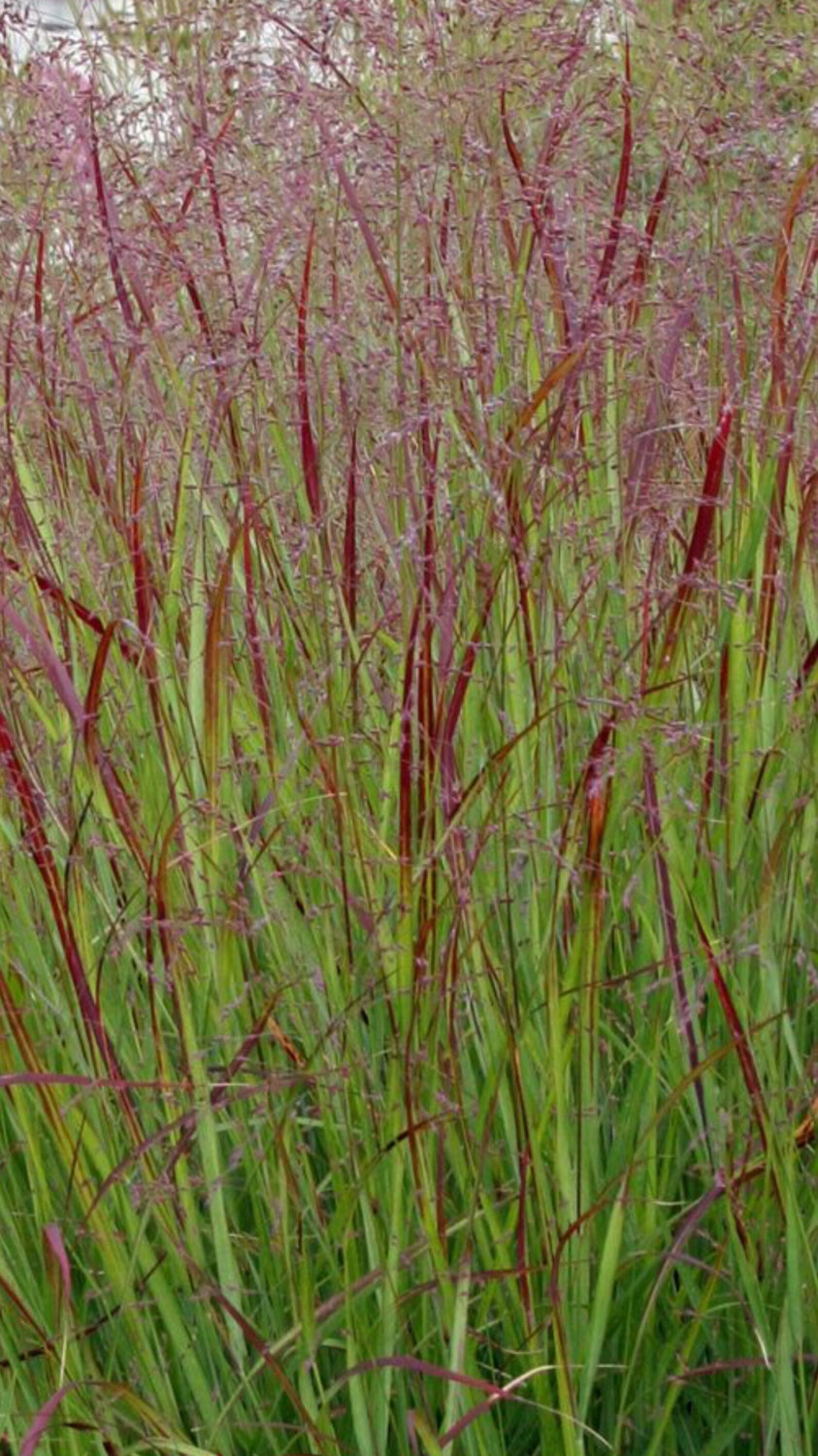RED Switch Grass Tall Grows 4' Feet Perennial Ornamental 1 Etsy