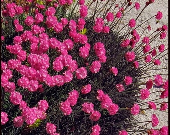 Black Sea Thrift Pink Flowers Perennial Live Plant Perennial zone 3-9 USA Seller