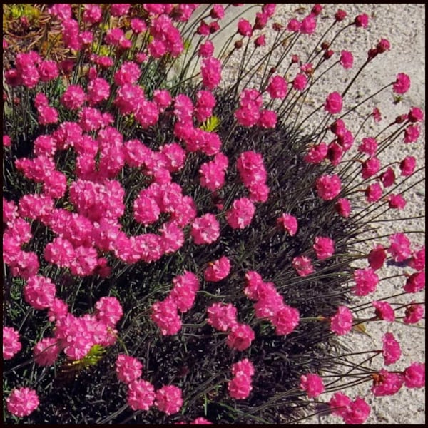 Black Sea Thrift Pink Flowers Perennial Live Plant Perennial zone 3-9 USA Seller