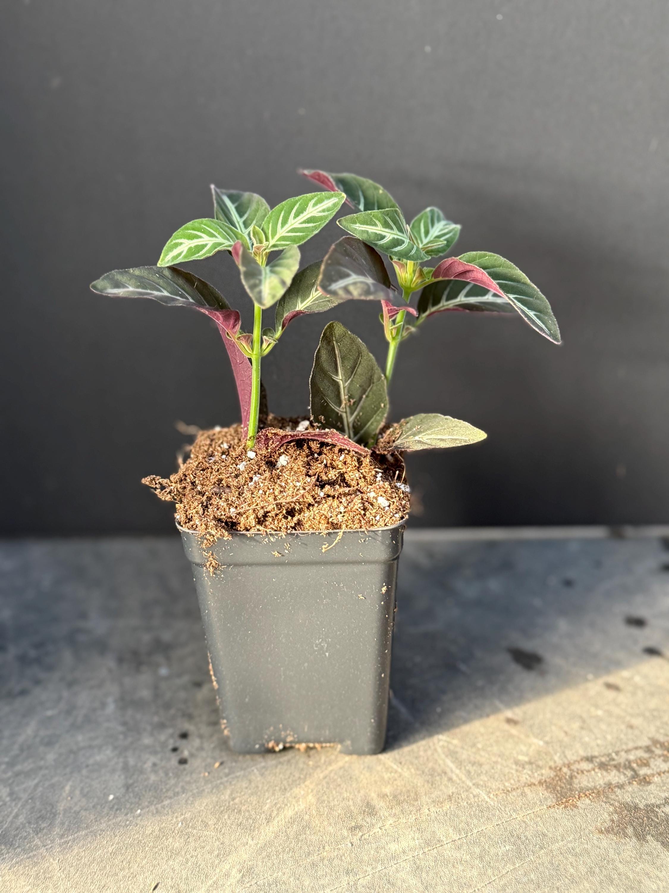 SUPER SALE Black Velvet Vine Aka Monkey Plant Live in Pot Perfect Gift  House Plant Ppp Low Light Indoor Plants - Etsy