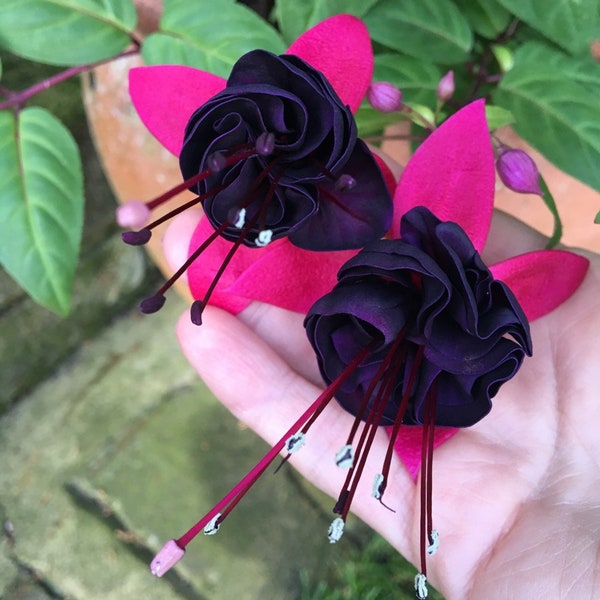 Fuschia New Millenium Flowers Black Purple and Pink Flowers Great for Hanging Baskets Live Plant