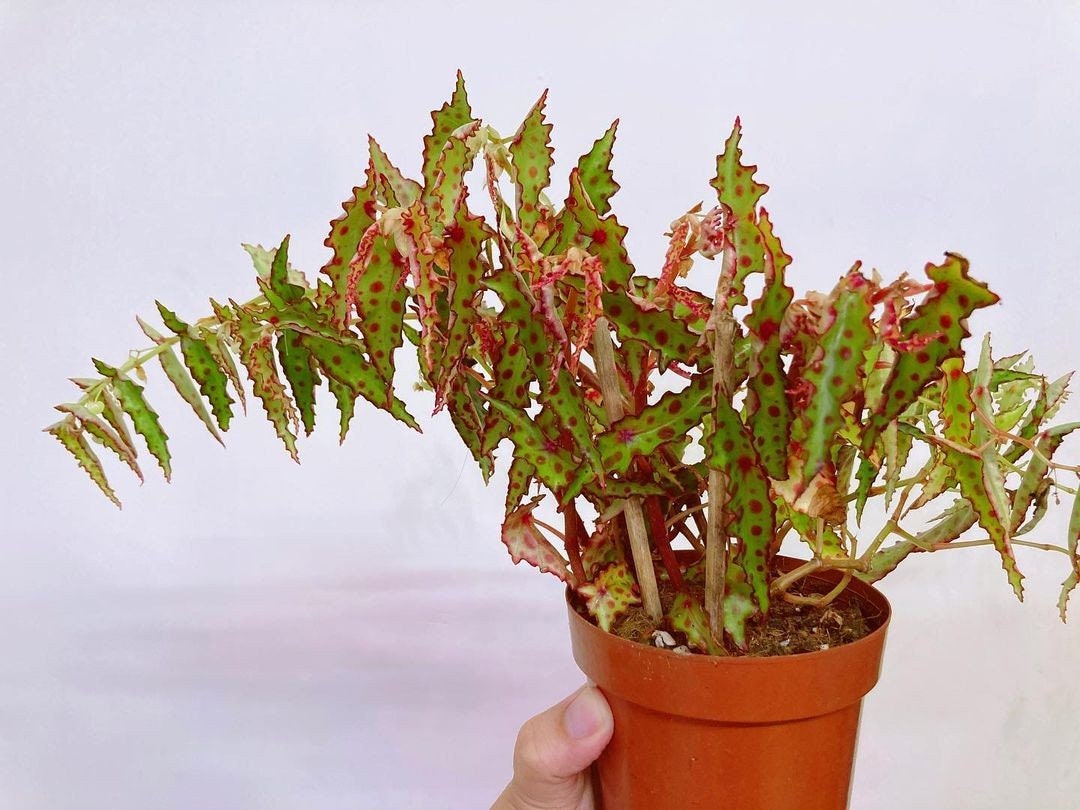 Begonia amphioxus on sale