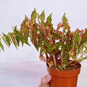 Begonia Amphioxus Houseplants Live Plant in Pot indoor small starter 2.5" x 4" inch Pot Rare Plants Color