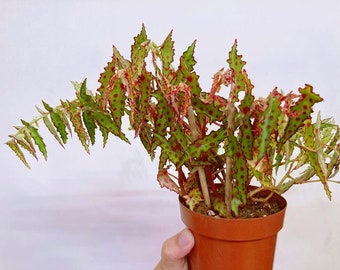 Begonia Amphioxus Houseplants Live Plant in Pot indoor small starter 2.5" x 4" inch Pot Rare Plants Color