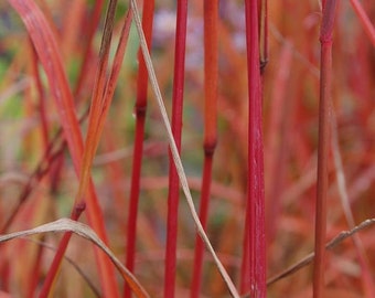 Dancing Wind Grass Andropogon gerardii Perennial Ornamental 1 Live Plant Clumping Fast Growing Plants