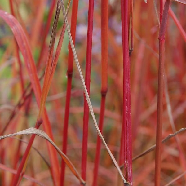 Dancing Wind Grass Andropogon gerardii Perennial Ornamental 1 Live Plant Clumping Fast Growing Plants