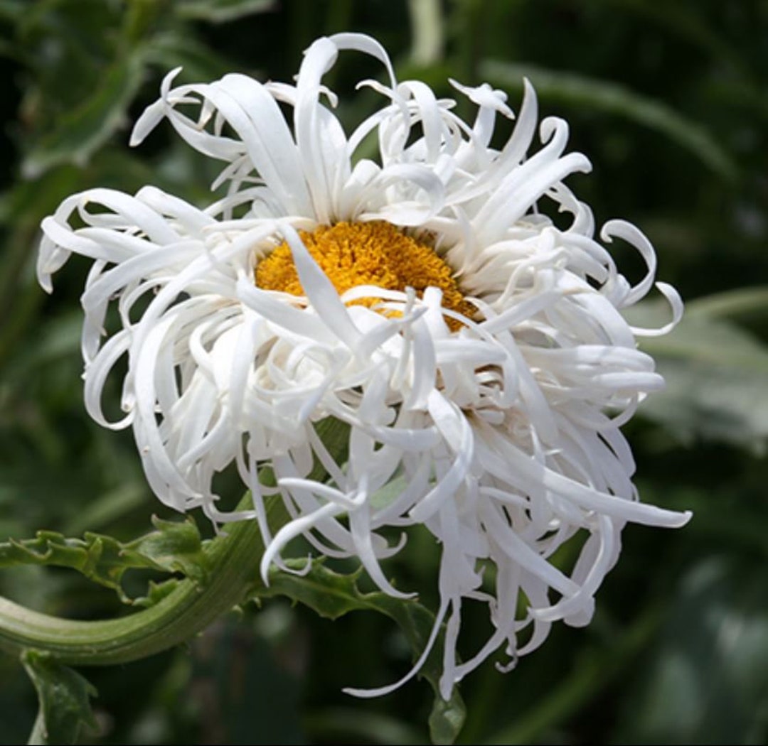 CRAZY DAISY Live Plant White Color Flowers Perennial Zone 4-9 USA