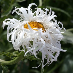 CRAZY DAISY Live Plant White Color Flowers Perennial zone 4-9 USA Seller