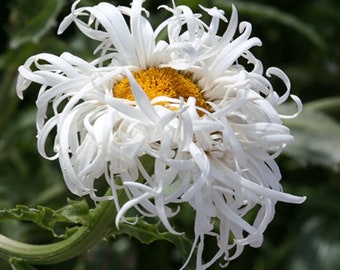 Venta de primavera - CRAZY DAISY Planta viva Flores de color blanco Zona perenne 4-9 Vendedor de EE. UU.