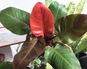 Philodendron Imperial Red Starter Plant (ALL STARTER PLANTS Require You to  Purchase 2 Plants!) - Etsy