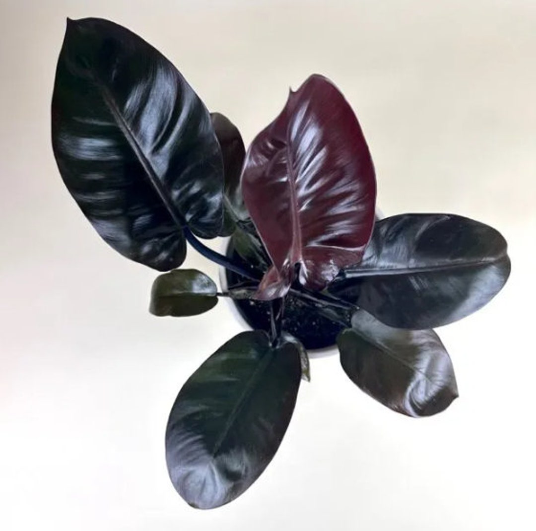 pothos plant in spanish Pothos main image 1