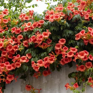 Trumpet Vine Flower Live Plant STARTER PLANTS in small pot 2.5" x 4" inch pots