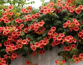 Trumpet Vine Flower Live Plant STARTER PLANTS in small pot 2.5" x 4" inch pots