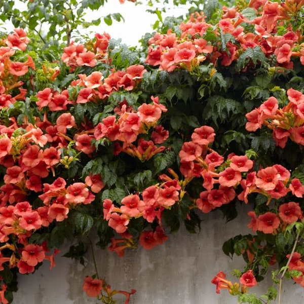 Trumpet Vine Flower grow 6-8 Feet Tall Live Plant Perennial zone 4-9 USA Seller SPRING SHIPPING