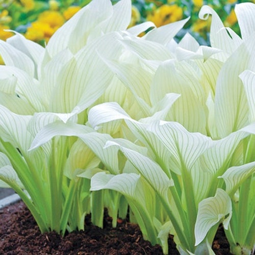 Hosta WHITE FEATHER Live Plant Perennial starter root bulb rhizome emerges pure white in Spring Shipping