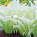 see more listings in the Hostas section